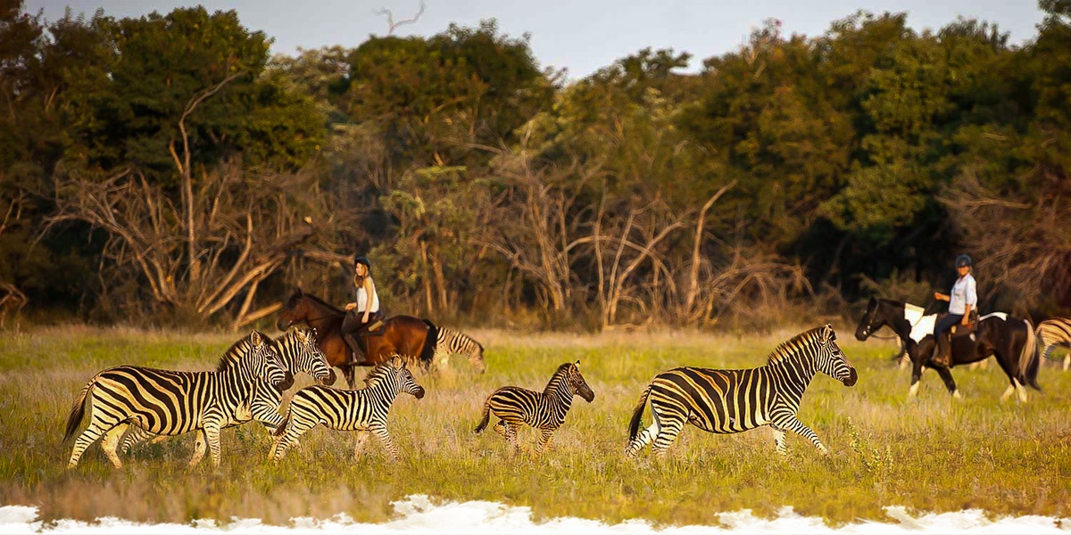 African savanna and wildlife